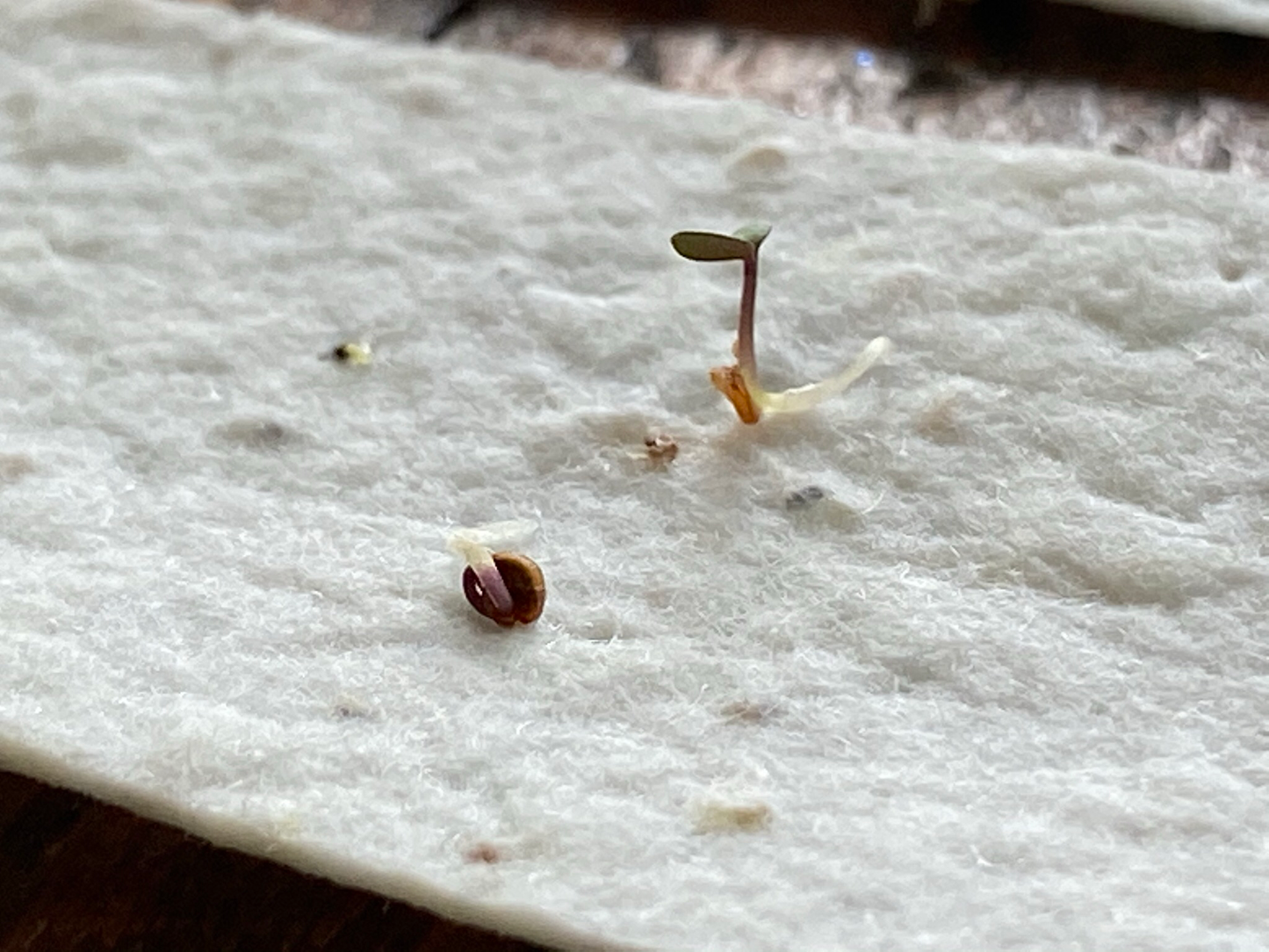 Plantable 2 in 1 Chive Bookmark
